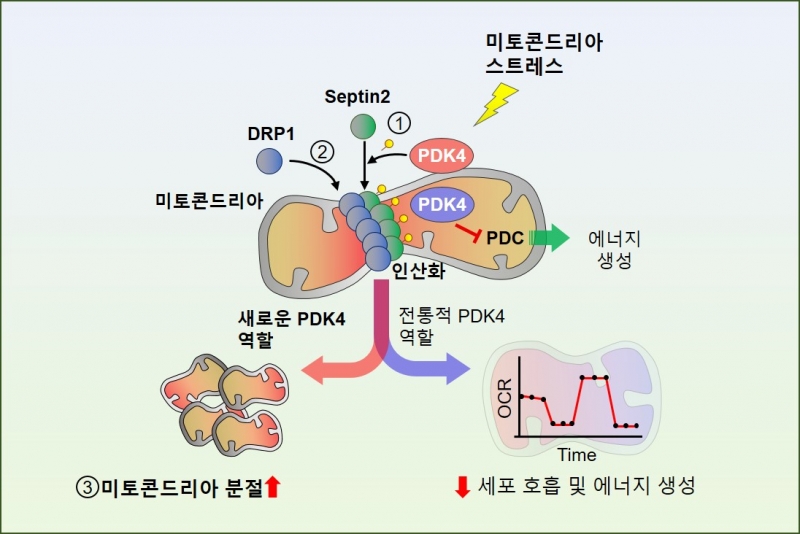 미토콘드리아 역동성 조절 새 기전 규명